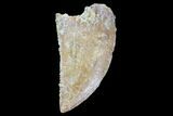 Serrated, Raptor Tooth - Real Dinosaur Tooth #90011-1